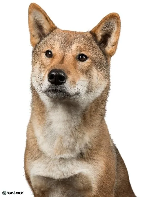 Urajiro Markings sesame Shikoku