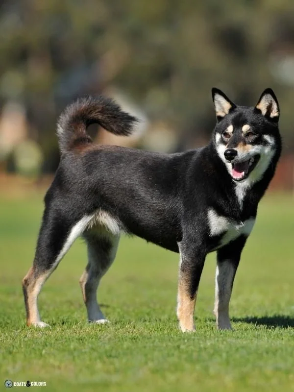 Urajiro Markings tan point Shiba Inu