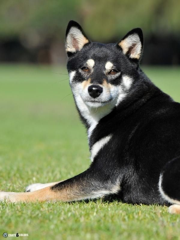 Urajiro Markings tan point Shiba face