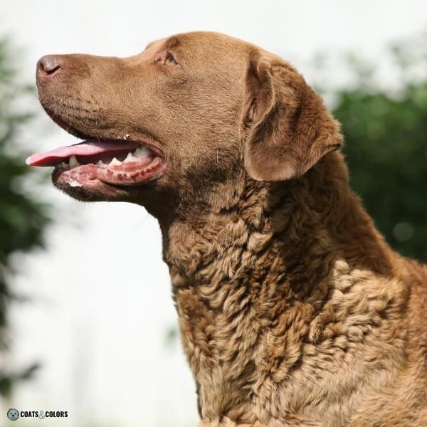 Dogs with wavy outlet fur