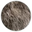 coat color patterns greying
