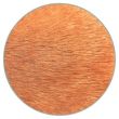 coat colors phaeomelanin 7 orange