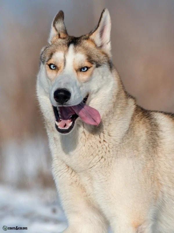 Blue Eyes Dogs ALX4