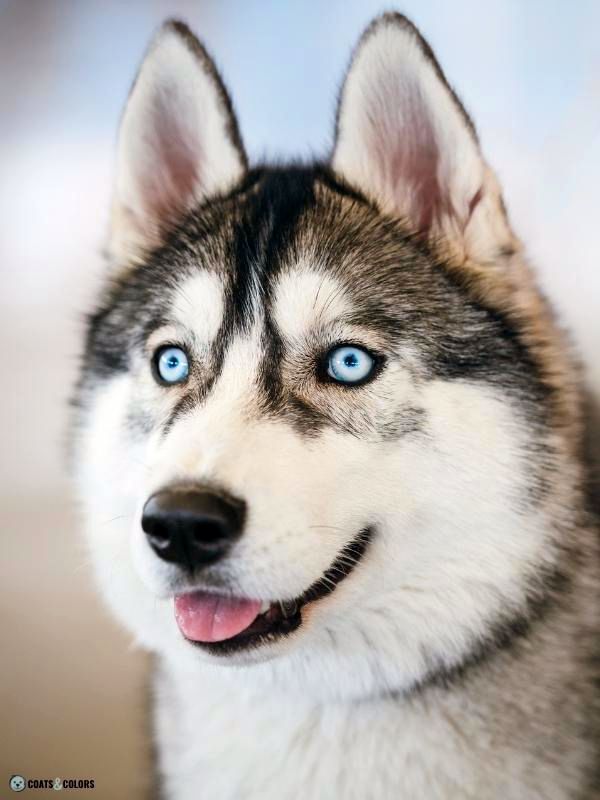 Blue Eyes Dogs Siberian Husky