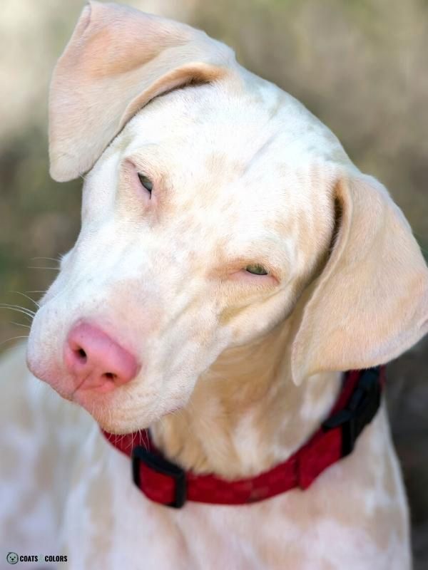 Blue Eyes Dogs albinism