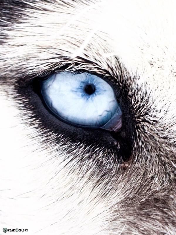 can blue eyed dogs see color