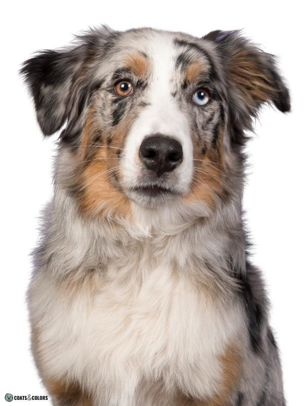 Blue merle hotsell blue eyes