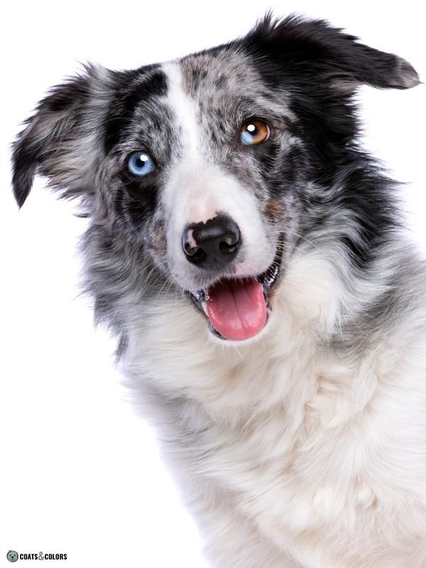 Blue eyed merle store dog