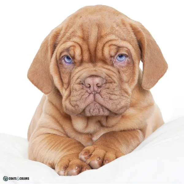 Blue Eyes Dogs puppy blue eyes