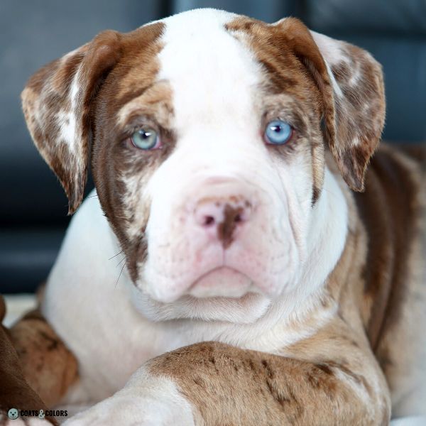 Blue Eyes Dogs puppy heterochromia