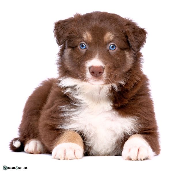 Blue Eyes Dogs puppy
