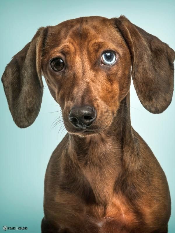 how can you tell if your puppy will have blue eyes