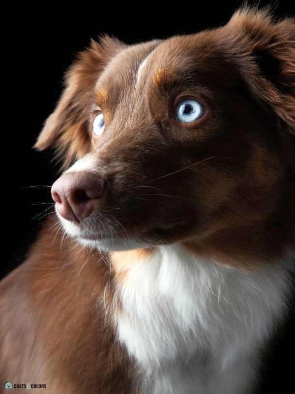 Blue Eyes Dogs solid Aussie