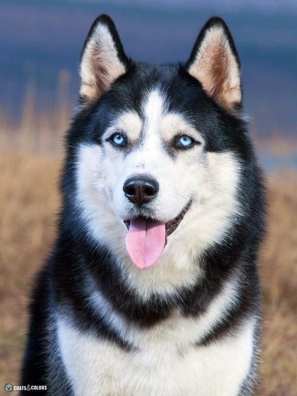 what causes blue eyes in dogs