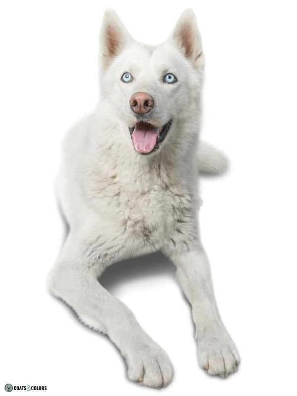 White dog blue eyes hot sale breed