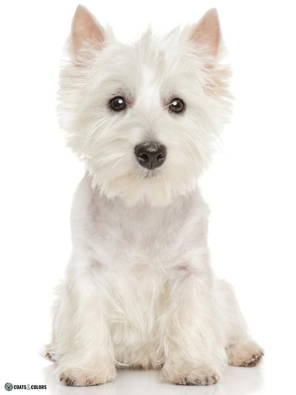 Blue Eyes Dogs white spotting vs white pigment iintensity Westie