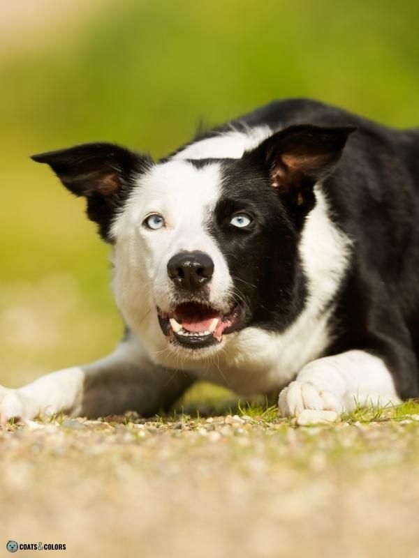 Blue Eyes Dogs whitehead