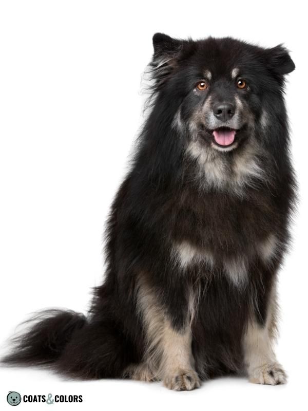 Northern Domino Coat Color maybe recessive or dominant tan point domino finnish lapphund