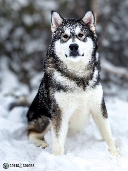 Alaskan Malamute Coat Colors | Coats and Colors