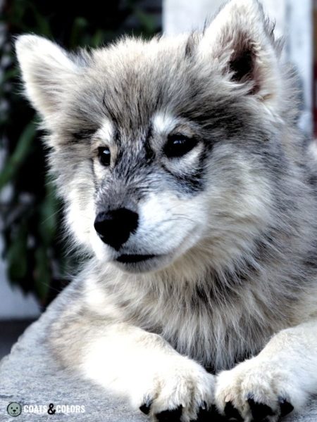 Alaskan Malamute Coat Colors 