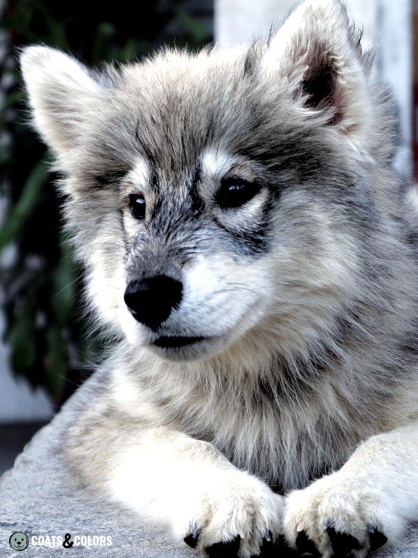 Alaskan Malamute Coat Colors agouti puppy