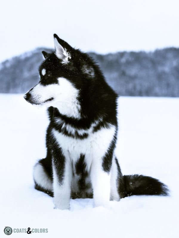 Alaskan Malamute Coat Colors black and white 3