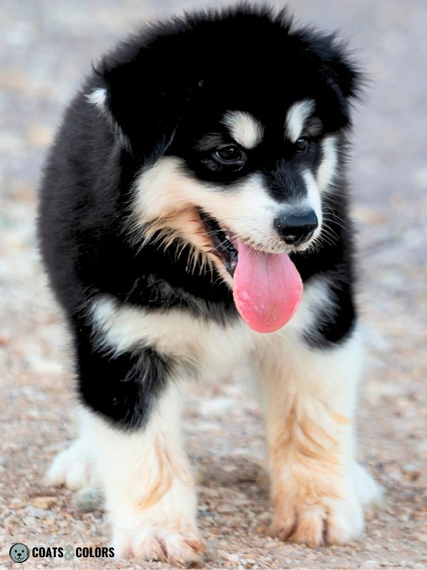 Alaskan Malamute Coat Colors black and white puppy