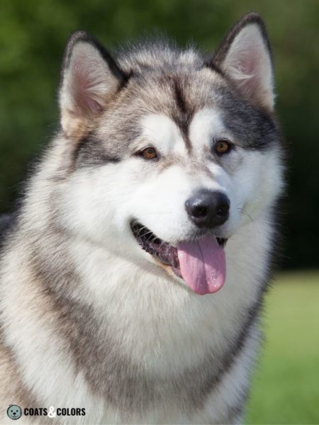 Alaskan Malamute Coat Colors | Coats and Colors