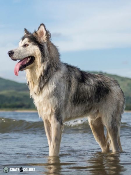 Alaskan Malamute Coat Colors 