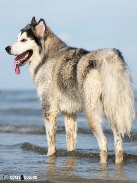 Alaskan Malamute Coat Colors | Coats and Colors