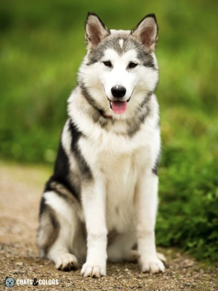 Alaskan Malamute Coat Colors 