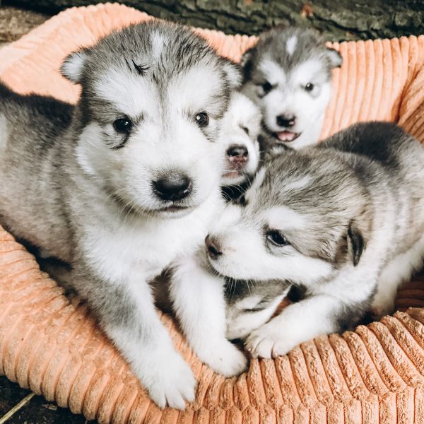 Alaskan Malamute Coat Colors gray and white puppies