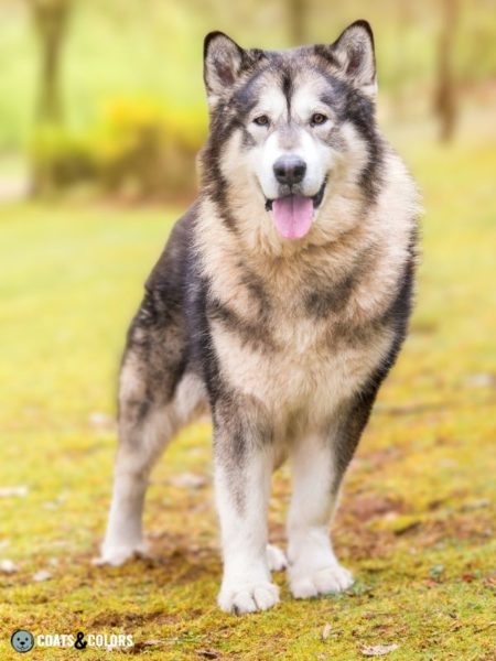 Alaskan Malamute Coat Colors | Coats and Colors