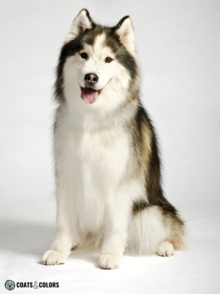 Alaskan Malamute Coat Colors | Coats and Colors