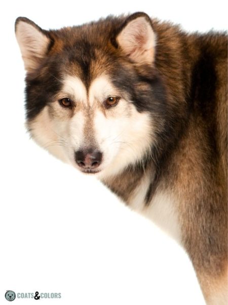 Alaskan Malamute Coat Colors | Coats and Colors