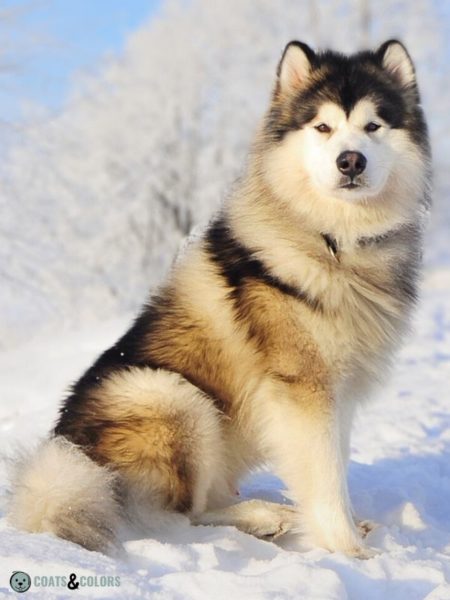 Alaskan Malamute Coat Colors | Coats and Colors