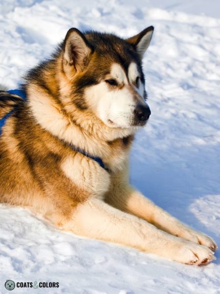 Alaskan Malamute Coat Colors | Coats and Colors