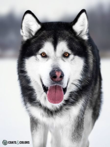 Alaskan Malamute Coat Colors 