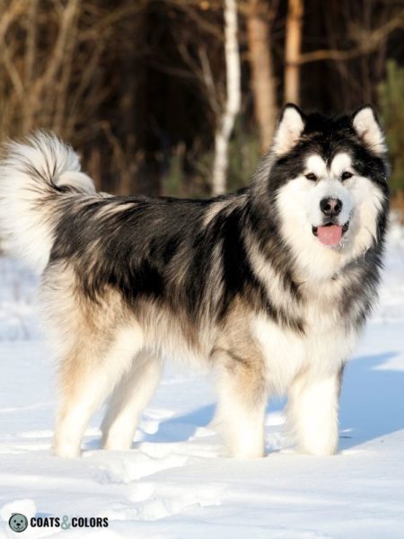 Alaskan Malamute Coat Colors | Coats and Colors