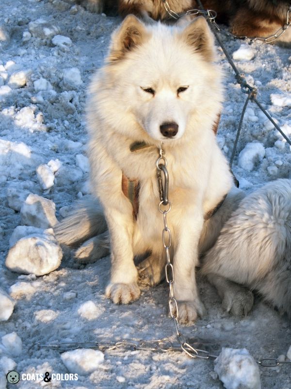 Alaskan Malamute Coat Colors white