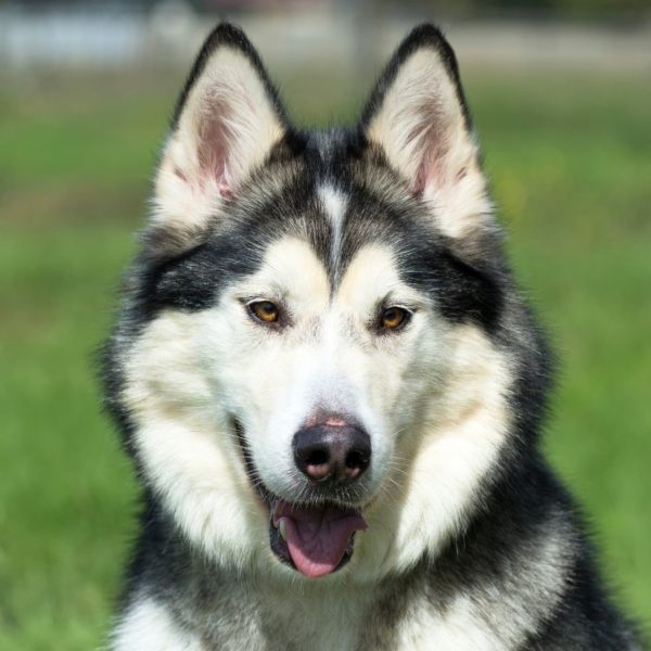 Alaskan Malamute Coat Colors | Coats and Colors