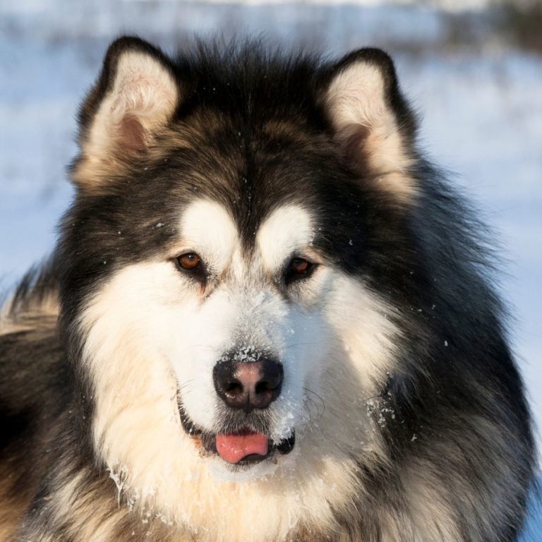 Alaskan Malamute Coat Colors | Coats and Colors