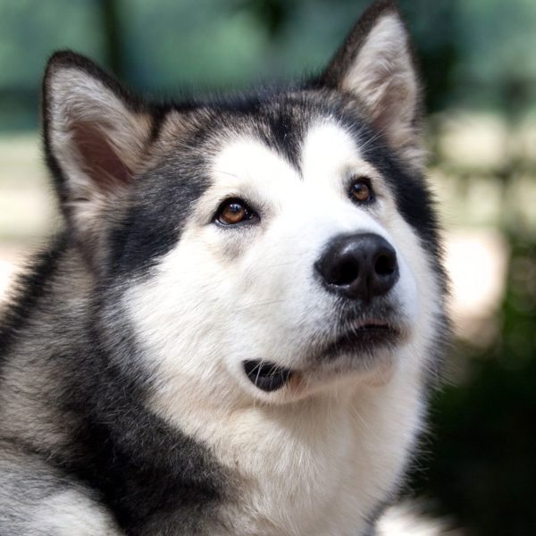 Alaskan Malamute Coat Colors | Coats and Colors