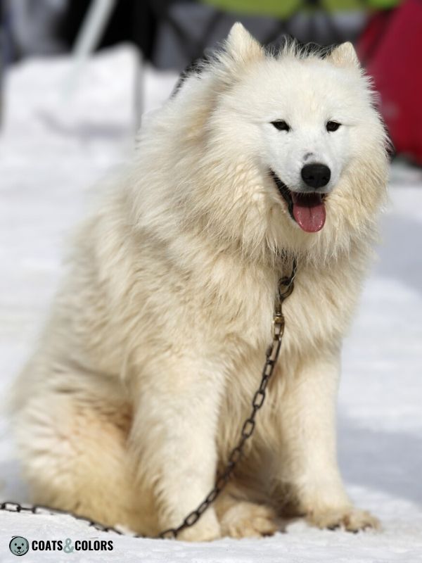 Alaskan Malamute markings masks white dog