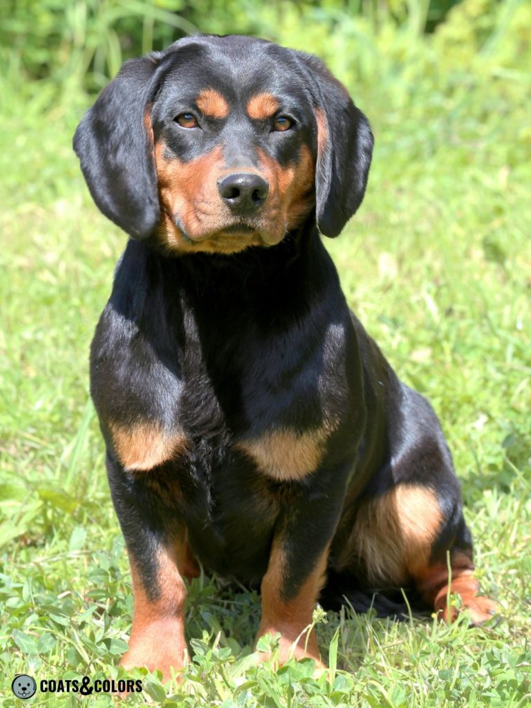 Alpine Dachsbracke Coat Colors black and tan