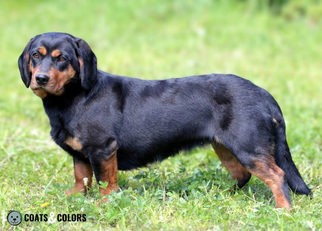 Alpine Dachsbracke Coat Colors black and tan vieraugl 2