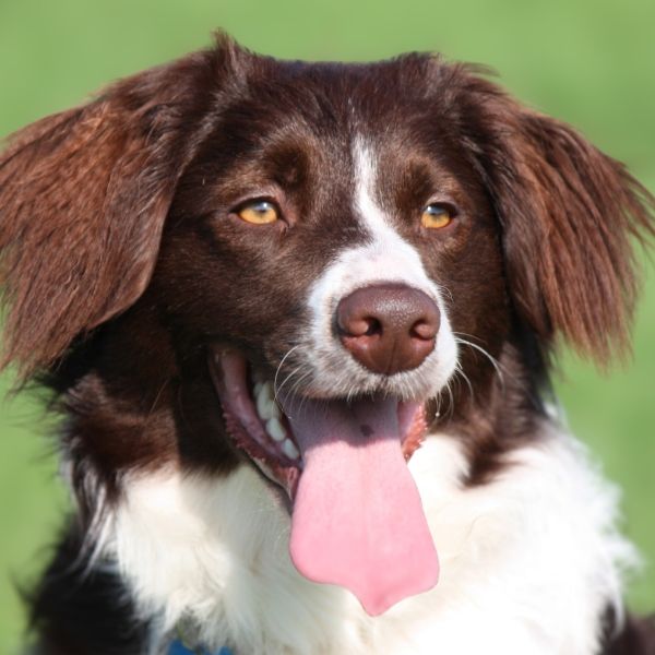 Amber eyes dog brown