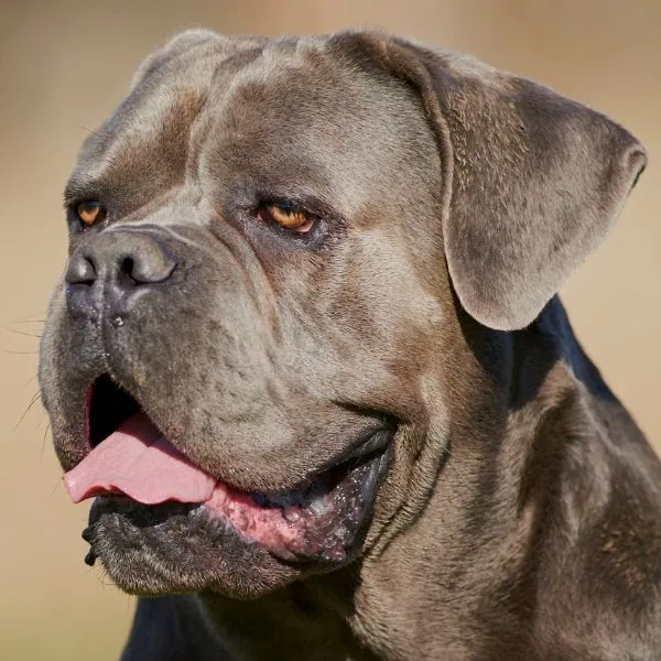 Amber eyes on blue cane corso