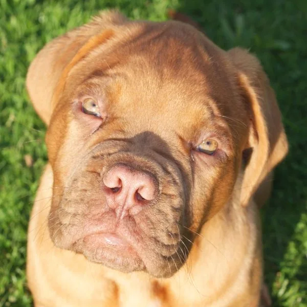 Amber eyes puppy 2