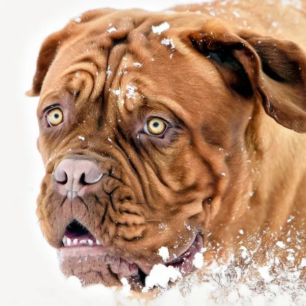 Amber eyes puppy 3b
